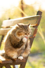 Wall Mural - fluffy Siberian cat walking in rural yard, sitting on wooden bench and licking, cat summer portrait