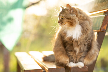 Wall Mural - beautiful cat walking in rural yard, sitting on wooden bench, cat summer portrait