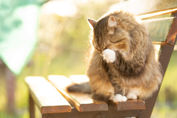 Wall Mural - fluffy Siberian cat walking in rural yard, sitting on wooden bench and licking, cat summer portrait