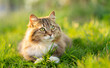 © fantom_rd - funny cat playing in green grass, pet walking on summer nature
