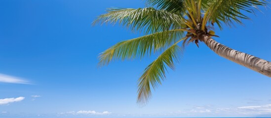 Wall Mural - Aerial view of beautiful beach and sea with coconut palm tree on blue sky in the paradise island. Creative banner. Copyspace image