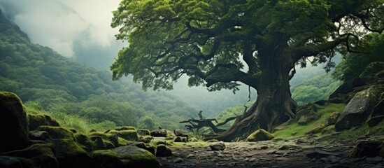 Poster - A old tree in the forest. Creative banner. Copyspace image
