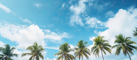 Poster - A grove of palm trees as seen from below against blue sky and white clouds. Creative banner. Copyspace image