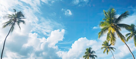 Poster - Coconut trees with light blue sky and white cloud background. Creative banner. Copyspace image
