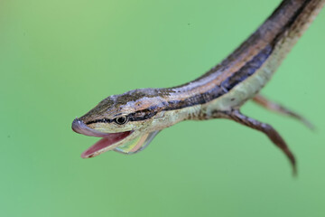 Wall Mural - The head of a long-tailed grass lizard looks dashing. This long-tailed reptile has the scientific name Takydromus sexlineatus.