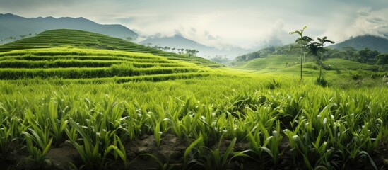 Poster - Unwanted plants in rice farm. Creative banner. Copyspace image