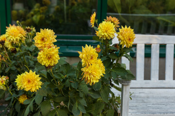 Wall Mural - Dahlia yellow and orange flowers in garden