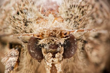 Tineola bisselliella. Head of common clothes moth, exetremely close up view. Common house moth. Macro photo of insect. Entomology concept