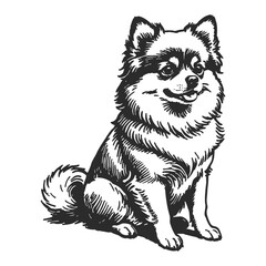 Pomeranian Dog Hand Drawn Engraved Ink Line Art Sketch Illustration