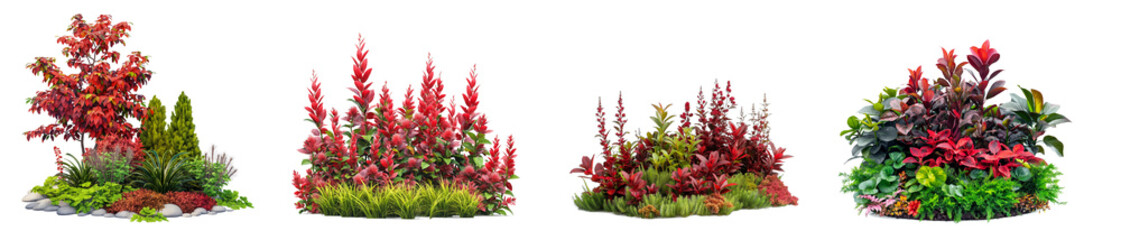 Wall Mural - ornamental shrub with red plants and flowers isolated on transparent or white background, 3d rendering