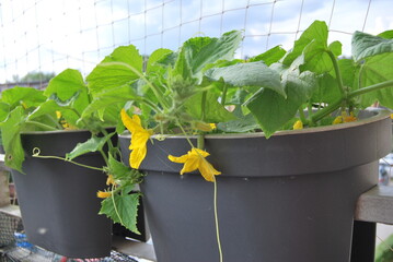 blooming cucumbers in a balcony box