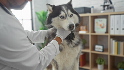 Wall Mural - Hispanic veterinarian man examines a husky dog in a clinic interior, reflecting pet healthcare and professional veterinary services.