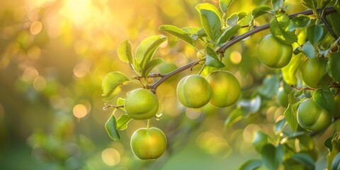 Wall Mural - Ripe Green Plums Hanging on Branch in Orchard at Sunset