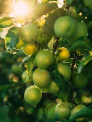 Wall Mural - Ripe Green Plums Hanging on a Branch in Sunlight
