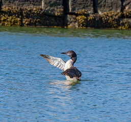 Wall Mural - Common Loon, Gavia immer, with wings spread in Pemaquid Pond, Maine, on a summer morning.tif