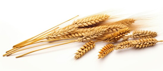 Poster - Rich harvest concept featuring a whole barley ear, wheat sprouts, and rye spike plant isolated on a white background for cereal bread flour with copy space image.