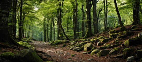 Poster - Stunning Italian forest scenery with ample copy space image.