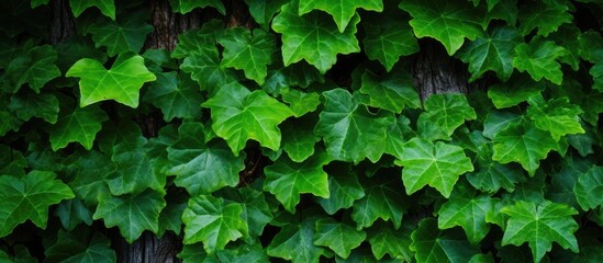 Close-up of a tree trunk with lush green ivy leaves creating a natural background, ideal for copy space image.