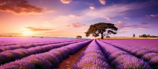 Leinwandbilder - A lavender plantation with blooming lavender bushes, creating a picturesque scene with copy space image.
