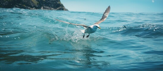 Poster - A seabird is diving in the water to catch food with a scenic copy space image.