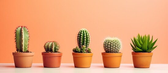 Poster - Potted cactus species with copy space image.