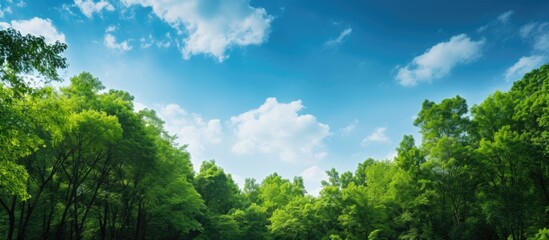 Poster - Lush green forest with clear blue sky overhead, creating a serene natural setting with a vast copy space image.