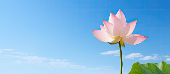 Leinwandbilder - A beautiful lotus flower bud with green stem and petals, featuring a pink top, set against a blue sky in the background, allowing for copy space image.