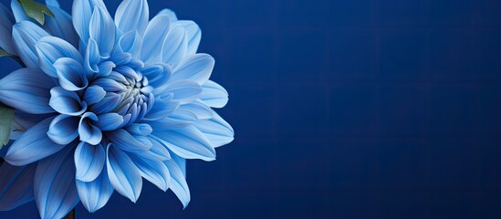Poster - Close-up monochrome photo of a stunning blue chrysanthemum flower against a blue backdrop, with copy space image.