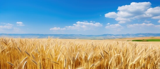 Aufkleber - Scenic view of a wheat field with a background of Transylvanian landscapes, ideal for a copy space image.