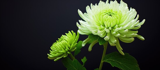 Poster - A green chrysanthemum displayed in a copy space image.