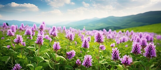Poster - Prunella vulgaris plants bloom beautifully on the lush green meadow, providing a picturesque view with live nature. Captivating copy space image.