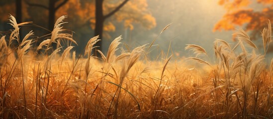 Poster - Autumn grass set against a forest background, designed with a copy space image.
