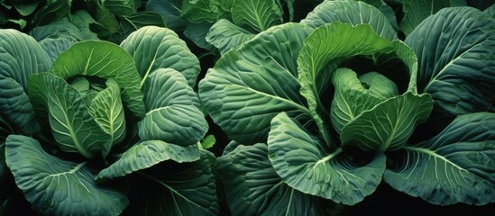 Poster - In tropical regions, cabbage plants thrive in soil, often used for agriculture in the region. with copy space image. Place for adding text or design