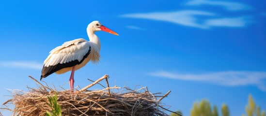 Poster - A single stork perched in its nest against a clear blue sky in a serene setting with copy space image.