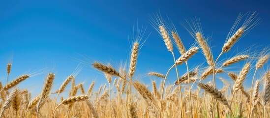 Poster - Barley straws in a cultivated field with a blue sky backdrop, shown in low angle with plenty of copy space image.