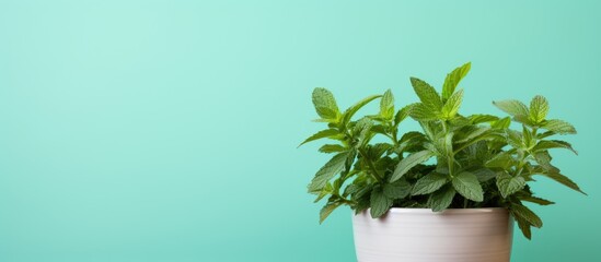 Aufkleber - Gorgeous Mexican mint plants against a blank copy space image.