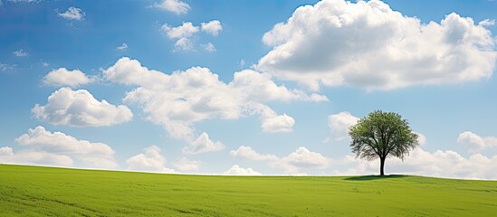 Poster - Beautiful landscape with a green field, a tree on the horizon, fluffy clouds, and a blue sky filling the background with vast copy space image.