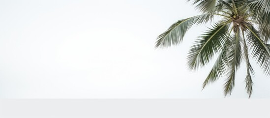 Aufkleber - Coconut tree with copy space image against a white backdrop.
