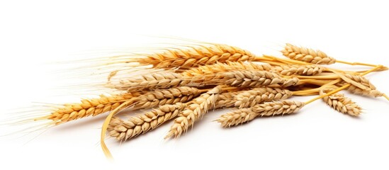 Rich harvest concept featuring a whole barley ear, wheat sprouts, and rye spike plant isolated on a white background for cereal bread flour with copy space image.