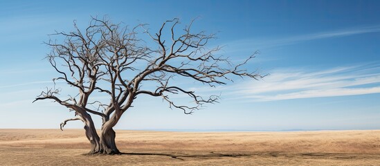 Poster - Dry tree with copy space image.