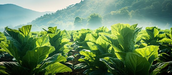 Aufkleber - Tobacco crops with large leaves growing in a tobacco plantation field, with open space for adding images. with copy space image. Place for adding text or design