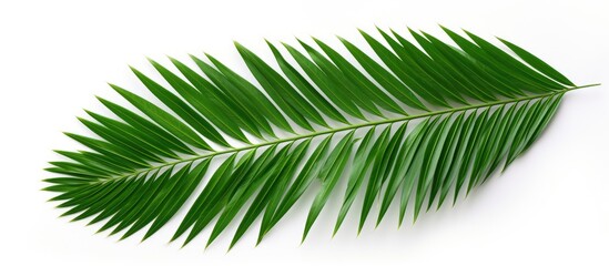 Aufkleber - Green palm leaf against white backdrop with clipping path for design elements - a tropical, summery copy space image.