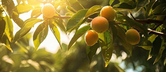Poster - A mango tree with sunlight as the main focus and a copy space image.