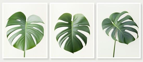Aufkleber - Luxurious Monstera Variegata with a marble pattern in three colors, creating an elegant appearance with a white copy space image.