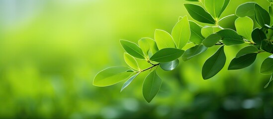 Poster - Background of green leaves with selective soft focus, providing a copy space image.