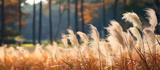 Poster - Autumn grass set against a forest background, designed with a copy space image.