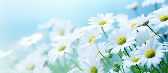 Canvas Print - Close-up image of white Chamomile flowers with copy space image.