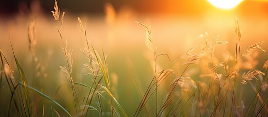Poster - Sunrise illuminates the grass in the morning, capturing a serene nature concept with a copy space image.