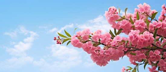 Aufkleber - Lagerstroemia flower set against a sky backdrop with copy space image.