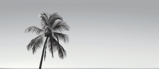 Wall Mural - Monochrome backdrop featuring a coconut tree silhouette against a clear sky with copy space image.